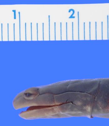 Media type: image; Herpetology A-30602